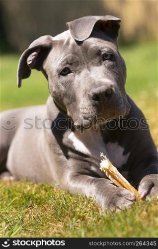 Young Pit Pull Pure Bred Canine Stting in the Grass Chewing a Bone