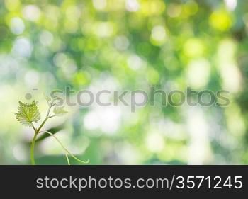 Young plant against spring green background. Ecology concept