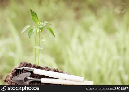 Young plant and agricultural implements against spring natural background. Ecology concept