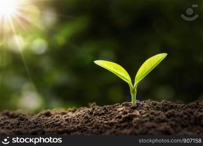 young plant growing in morning light. agriculture and earth day concept
