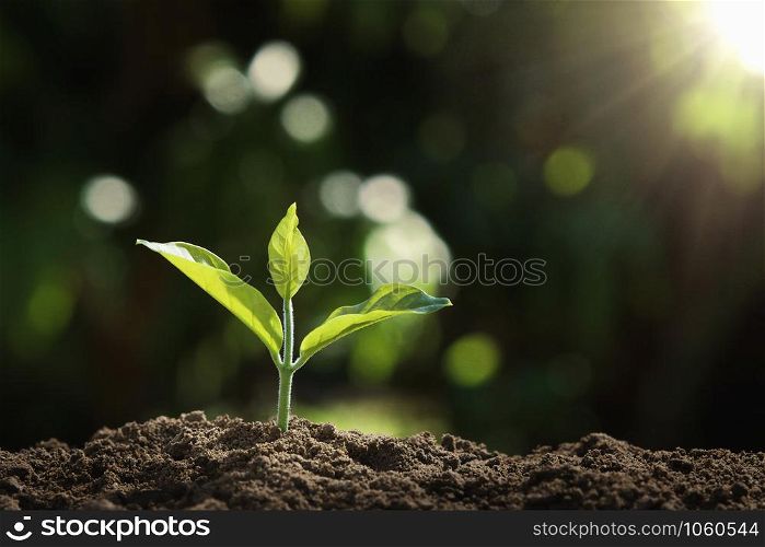 young plant growing in nature and morning light