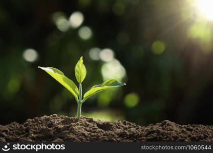 young plant growing in nature and morning light