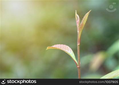 young plant growing in nature with sunlight.