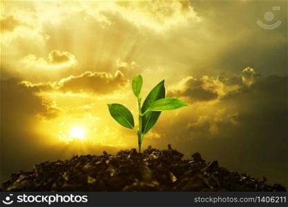 Young Plant Growing In Sunset. Save environment or Earth Planet World Concept. Mixed media.