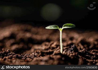 young plant growing on dirt with sunshine in nature. eco earthday concept