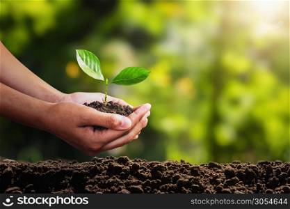 young plant growing on hand. concept eco environment