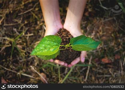 young plant growing on hand with grass background. eco concept earth day