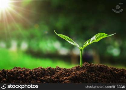 young plant growing on soil in garden with sunshine. concept save earth