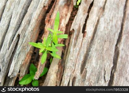 Young Plant Growing On The Old Wooden Tree, New Life Idea Concept With Seedling Growing (Tree), Growing Concept.