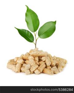 Young plant growing out of wood pellets isolated on white