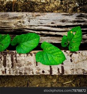 young plant growing through the wood, hope concept