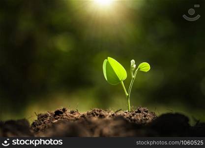 young plant growing with sunshine in nature