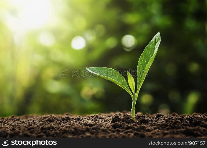 young plant growing with sunshine in nature. agriculture and earth day concept