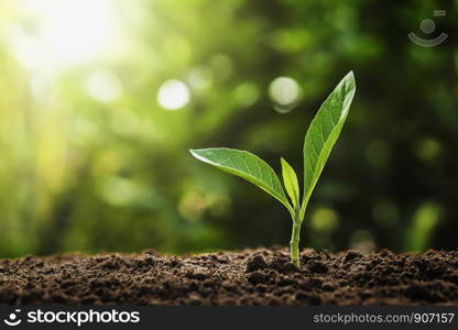 young plant growing with sunshine in nature. agriculture and earth day concept