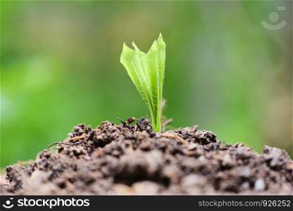 Young plant growth on neutral green background / Agriculture new plant seeding growing on soil in the garden