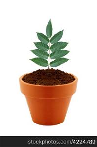 Young plant in clay pot isolated on white background.