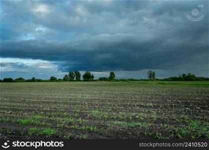 Young plant in the field and cloudy sky, Nowiny, Lubelskie, Poland