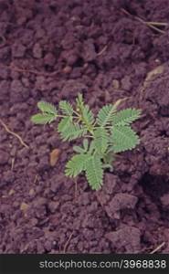 Young Plant of Acacia Nilotica