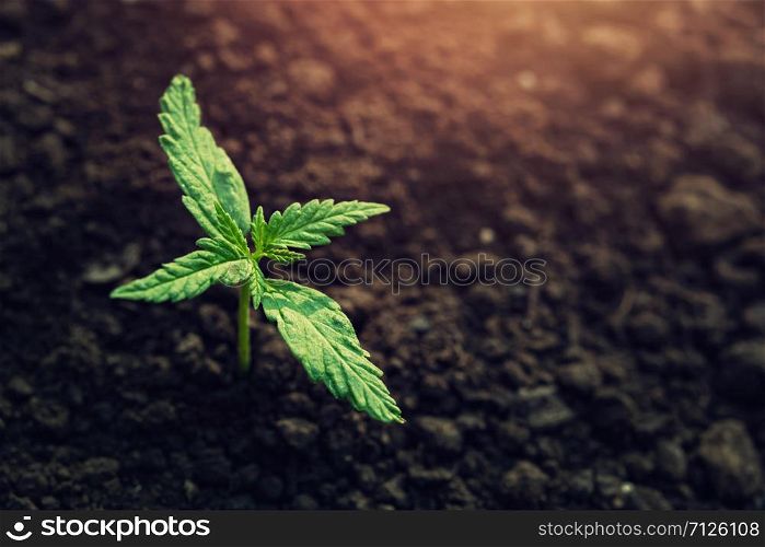 young plant of cannabis in the garden with sunshine