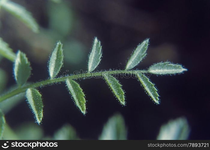 Young plant of cicer arietinum l