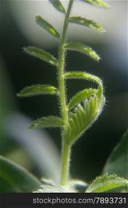Young plant of cicer arietinum l