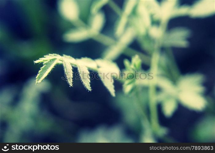 Young plant of cicer arietinum l