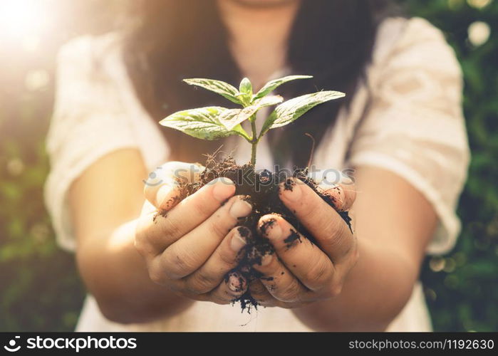 Young plant tree sprout in woman hand. Concept of farming and environment protecting.