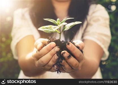 Young plant tree sprout in woman hand. Concept of farming and environment protecting.