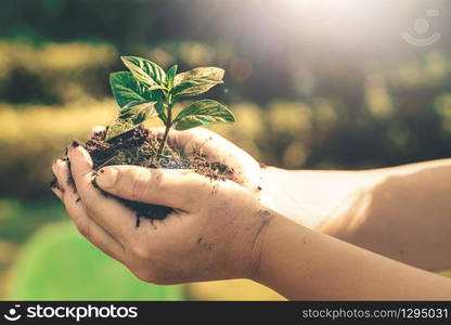 Young plant tree sprout in woman hand. Concept of farming and environment protecting.