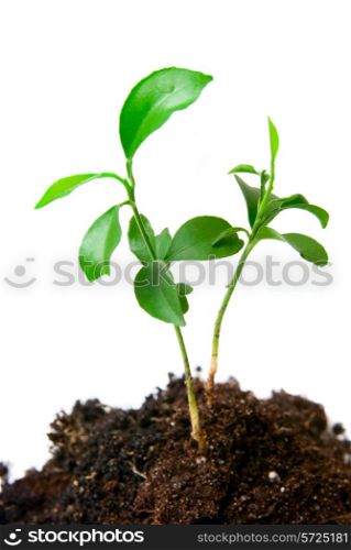 Young plant with dirt on a white background