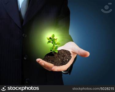 Young plant. Young green plant in the hand of a businessman