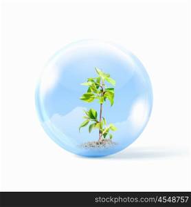 Young plant. Young green plant inside a glass sphere
