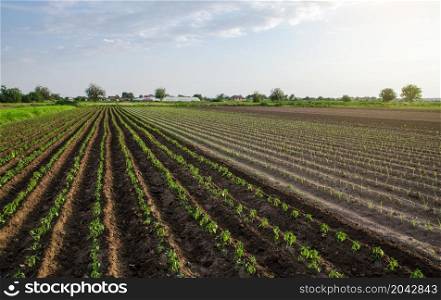 Young plantation of sweet pepper and leeks. Growing vegetables outdoors on open ground. Farming, agriculture landscape. Agroindustry. Plant care and cultivation. Freshly planted pepper plant seedlings