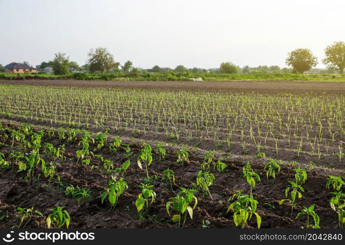 Young plantation of sweet pepper and leeks. Growing vegetables outdoors on open ground. Agroindustry. Plant care and cultivation. Freshly planted pepper plant seedlings. Farming, agriculture landscape