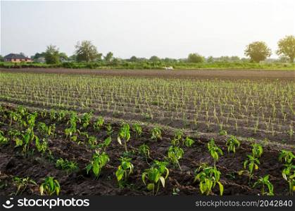 Young plantation of sweet pepper and leeks. Growing vegetables outdoors on open ground. Agroindustry. Plant care and cultivation. Freshly planted pepper plant seedlings. Farming, agriculture landscape