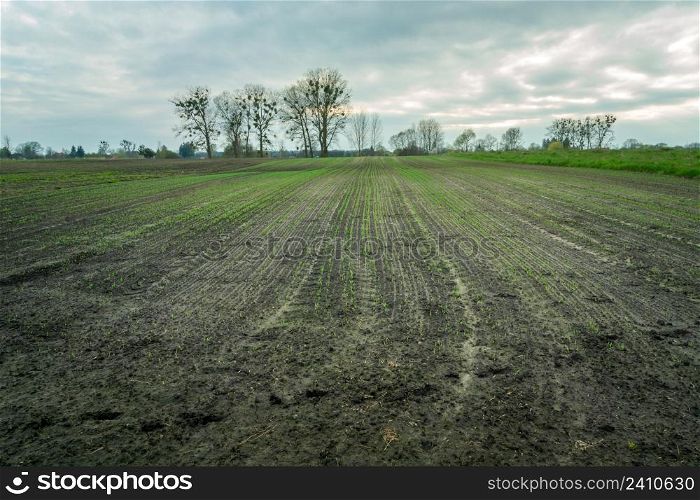 Young plants in the field, trees and cloudy sky, Zarzecze, Lubelskie, Poland