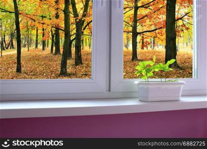 young plants of oaks on the window-sill and view to the oak forest. Young plants of oaks on the window-sill and view to the oak autumnal forest. The young trees are ready to planting