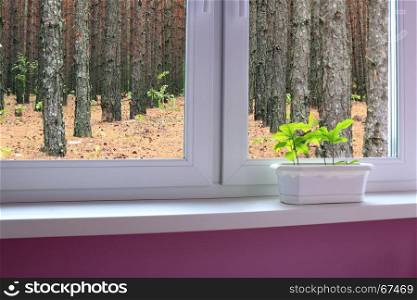 young plants of oaks on the windowsill and view to the forest. save the forests. Young plants of oaks on the windowsill and view to the forest. The young trees are ready to planting