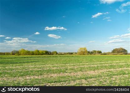 Young plants on the field and the blue sky, spring view