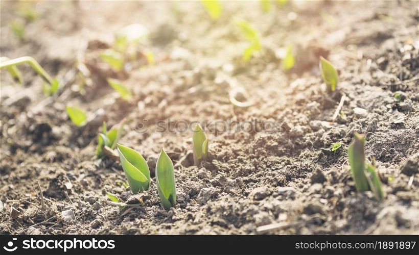 young plants soil. Resolution and high quality beautiful photo. young plants soil. High quality and resolution beautiful photo concept