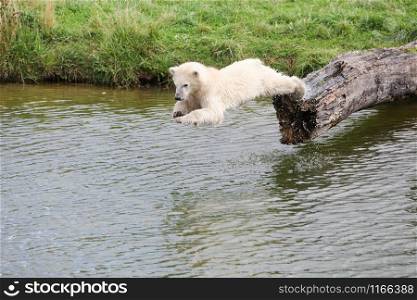 Young polar bear diving into the water