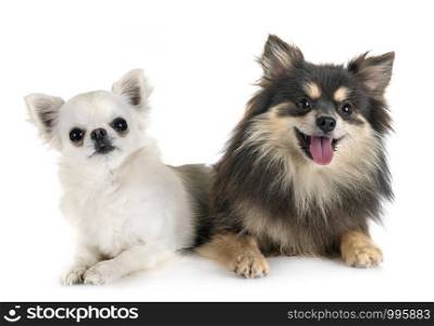 young pomeranian and chihuahua in front of white background