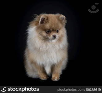 young pomeranian in front of black  background
