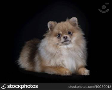 young pomeranian in front of black  background