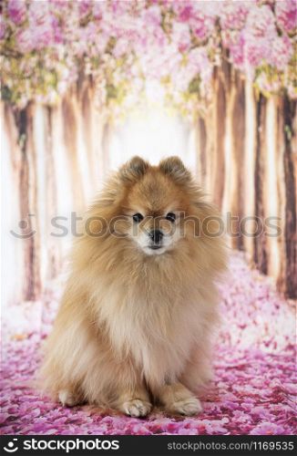 young pomeranian in front of spring background