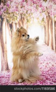 young pomeranian in front of spring background