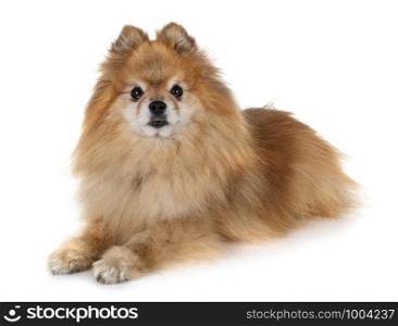 young pomeranian in front of white background