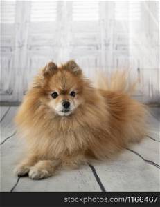 young pomeranian in front of windows background