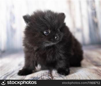 young pomeranian in front of wood background