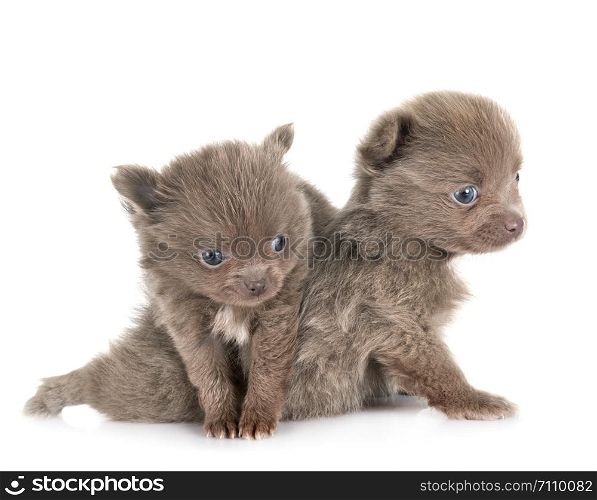young pomeranians in front of white background